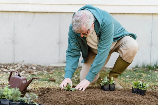 older adult on his knee gardening